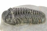 Phacopid (Adrisiops) Trilobite - Chocolate Brown Shell #273440-2